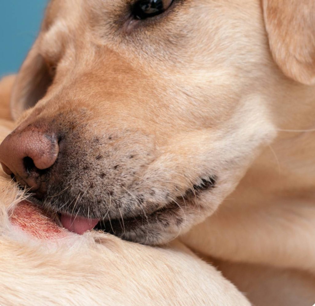 Dog Food for Skin Problems